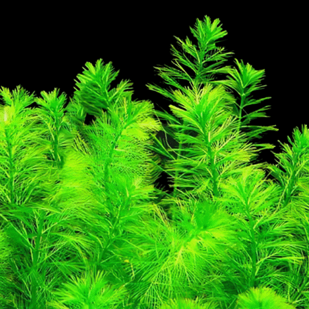 Five Bunched Plants Oxygenator Plant Egeria Najas