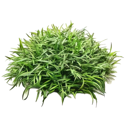 Five Bunched Plants Parva Cryp Plant Cryptocoryne Parva