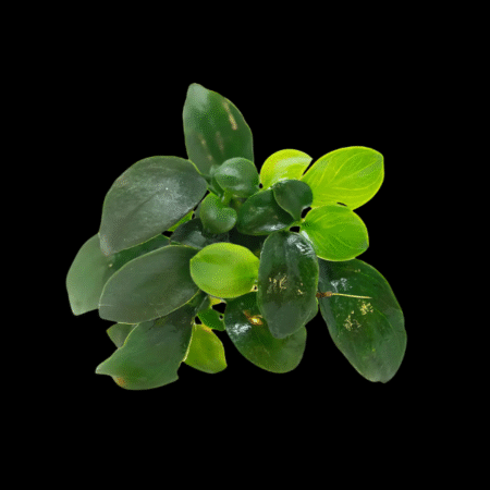 Five Bunched Plants Petite Anubias Plant Anubias Nana