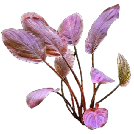 Five Bunched Plants Red Bleeding Heart Plant Lagenandra Meeboldii