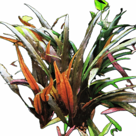Five Bunched Plants Red Cryp Plant Cryptocoryne Undulatus