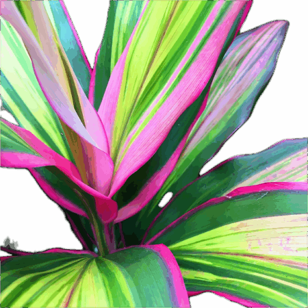 Five Bunched Plants Red Edge Dracena Plant Cordyline