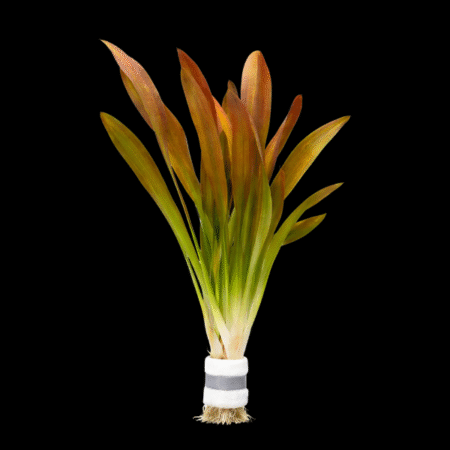 Five Bunched Plants Red Giant Vallis Plant Vallisneria Gigantea
