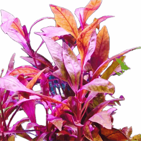 Five Bunched Plants Red Ivy Plant Alternanthera Sessillis