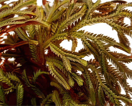 Five Bunched Plants Red Spike Moss Plant Selaginella Erythropus