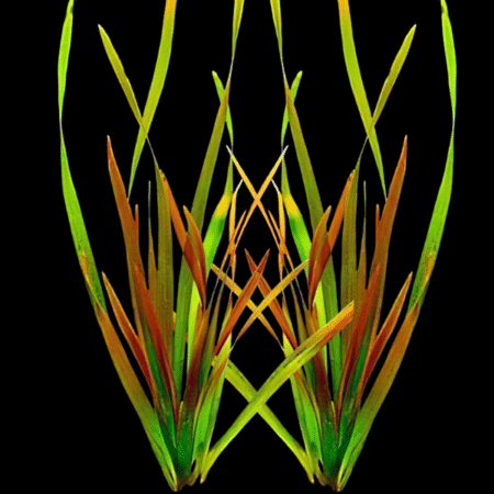 Five Bunched Plants Red Straight Vallis Vallisneria Spirallis