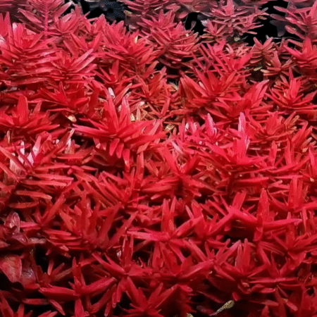 Five Bunched Plants Mini Red Temple Plant Alternanthera Reinickii