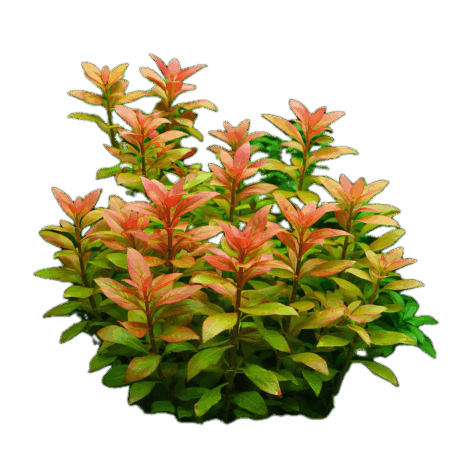 Five Bunched Plants Red and Pink Ocipus Plant Alternanthera Ocipus