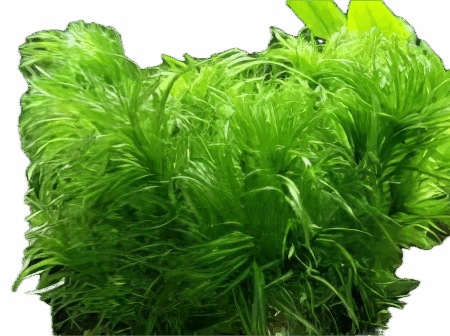 Five Bunched Plants Ricefield Water Nymph Plant Najas Graminea