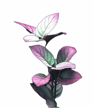 Five Bunched Plants Sharp Leaf Plant Hemigraphis Colorata Exotica