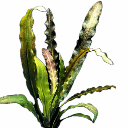 Five Bunched Plants Slender Wavy Sword Plant Aponogeton Longiplumulosus