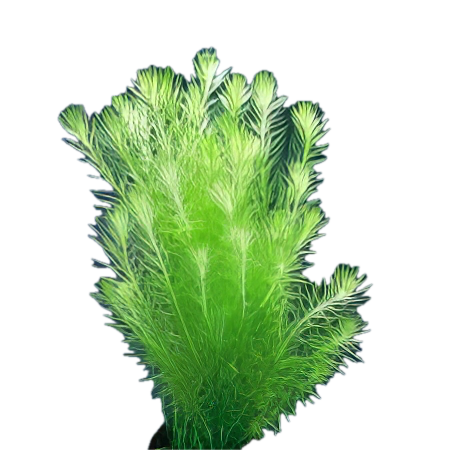 Five Bunched Plants Stream Bog Moss Plant Mayaca Fluviatillis