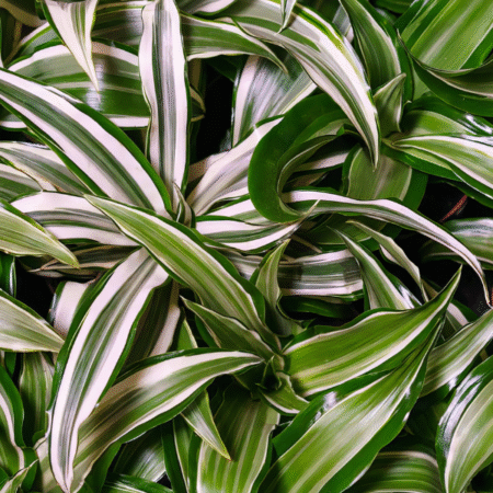 Five Bunched Plants Striped Dracena Plant Dracaena Species
