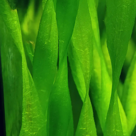Five Bunched Plants Twisted Giant Corkscrew Vallis Vallisneria Asiatica