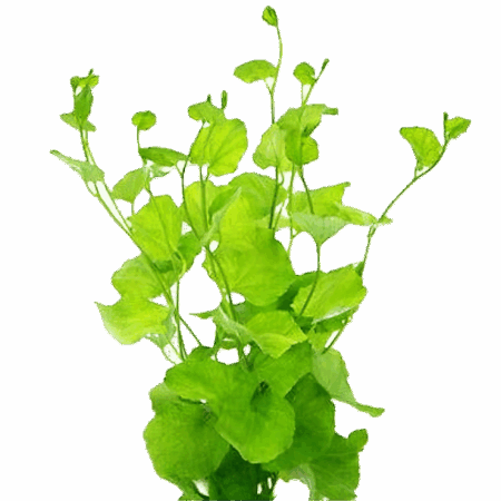 Five Bunched Plants Water Cress Plant Cardamine Lyrata