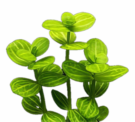 Five Bunched Plants Yellow Grape Plant Limnophila Gigantea Lindernia Rotundifolia