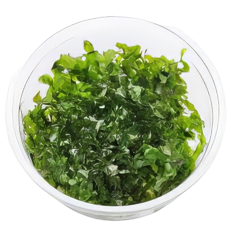 Five Portions of Plants Loma Fern Plant Lomariopsis Lineata