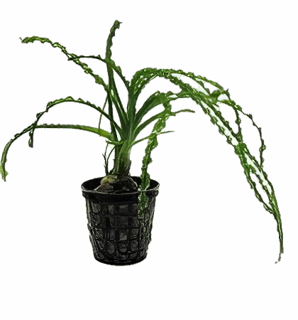 Five Potted Plants African Onion Plant Crinum Calamistratum