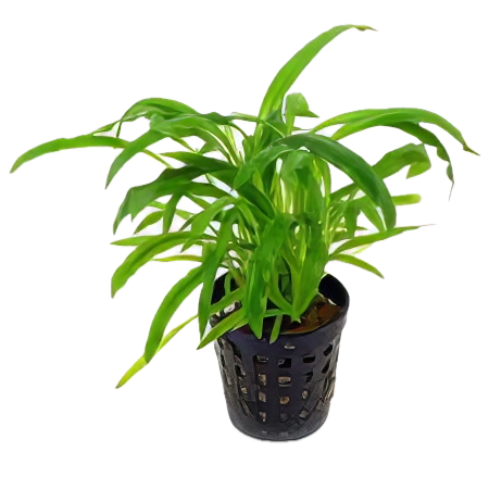 Five Potted Plants Albida Cryp Plant Cryptocoryne Albida