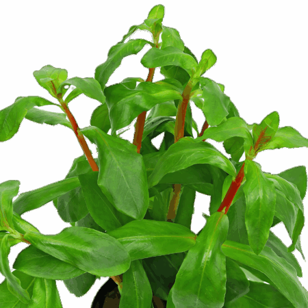 Five Bunched Plants Big Ammania Plant Ammania Senegalensis