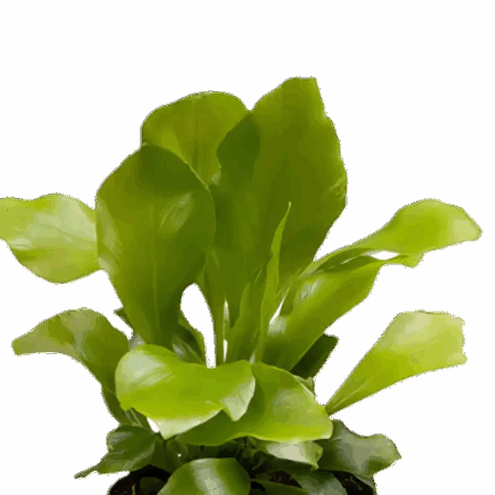 Five Bunched Plants Birds Nest Fern Plant Asplenium Nidus