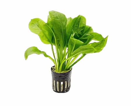 Five Potted Plants Black Amazon Sword Plant Echinodorus Parviflorus