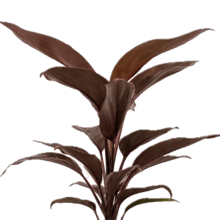 Five Bunched Plants Brown Dracena Plant Cordyline