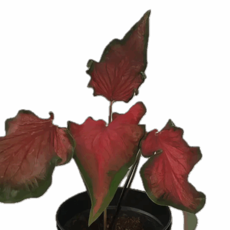 Five Bunched Plants Caladium Frieda Hemple Plant Caladium