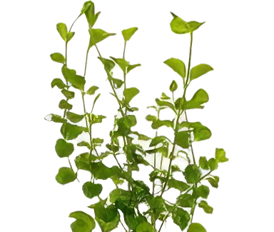 Five Bunched Plants Creeping Jenny Plant Lysimmachia Nummularia