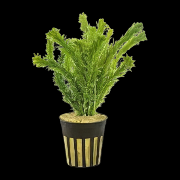 Five Potted Plants Egeria Densa Plant Egeria Densa