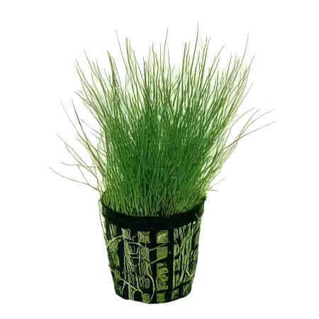 Five Potted Plants Guppy Grass Plant Najas Indica