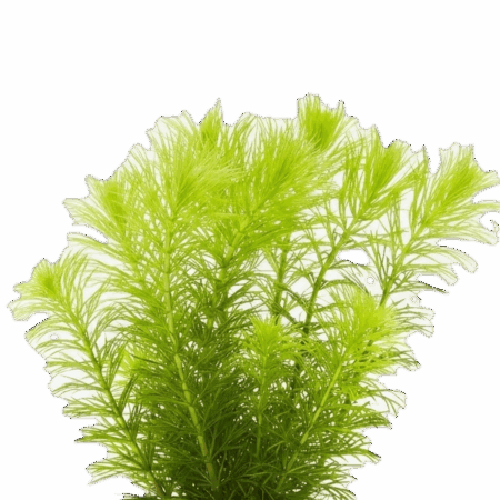 Five Potted Plants Hornworth Plant Ceratophyllum Demersum