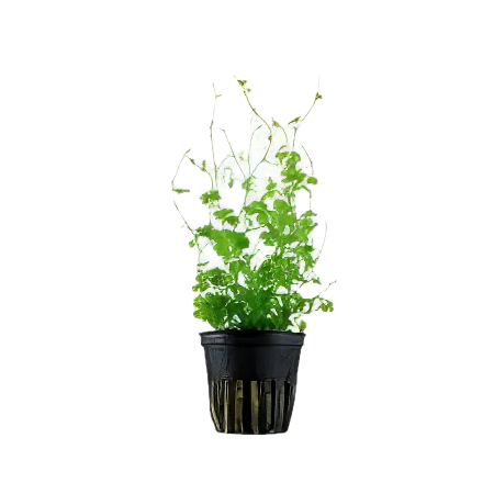 Five Potted Plants Japanese Pennywort Plant Hydrocotyle Tripartita