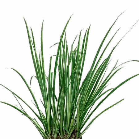 Five Potted Plants Japanese Rush Plant Acorus Gramineus