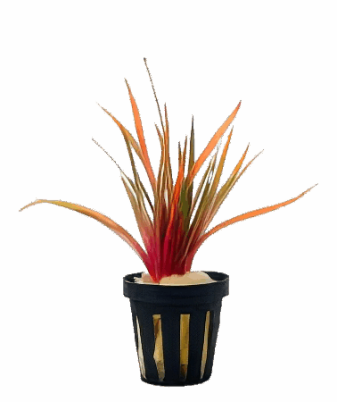 Five Potted Plants King Crimson Pipewort Plant Eriocaulon Quinquangulare