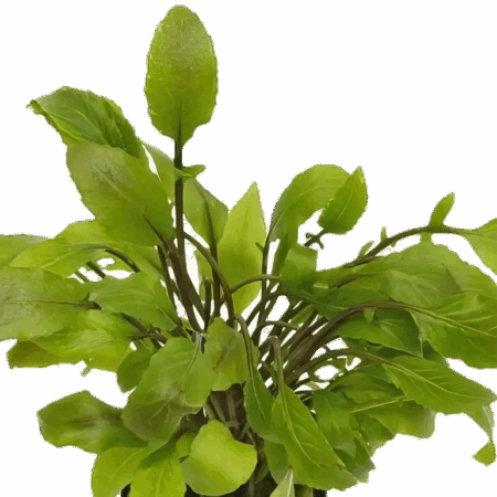 Five Potted Plants Lake Cress Plant Armoricia Aquatica