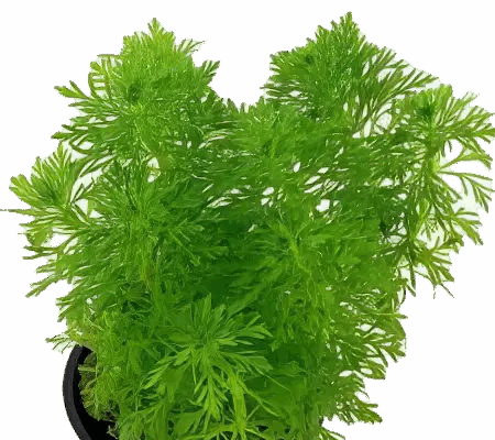 Five Potted Plants Large Ambulia Plant Limnophila Aquatica