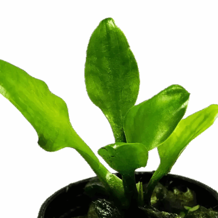 Five Potted Plants Lingua Cryp Plant Cryptocoryne Lingua