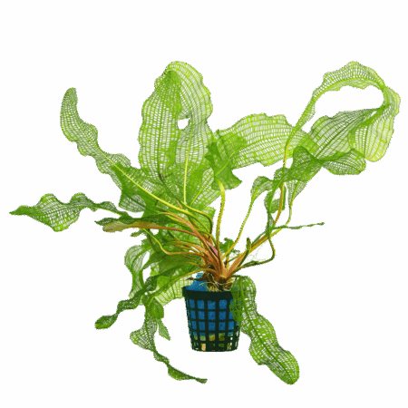 Five Potted Plants Madagascar Lace Plant Aponogeton Madagascarensis