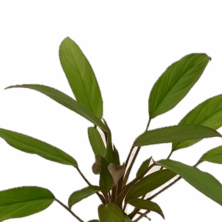 Five Potted Plants Malayan Sword Plant Aglaoema Simplex