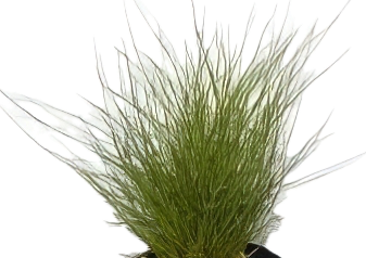 Five Potted Plants Mini Dwarf Hairgrass Plant Eleocharis Parvulus