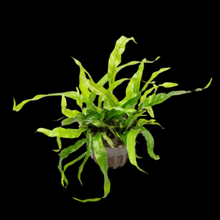Mini Java Fern plant Microsorium Pteropus in a small pot for aquariums.