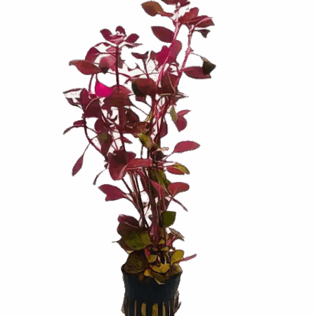 Five Potted Plants Mini Red Plant Ludwigia 'mini red'