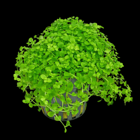 Five Potted Plants Monte Carlo Plant Micranthemum Monte Carlo