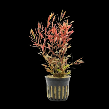 Five Potted Plants Needle Leaf Ludwigia Plant Ludwigia Arcuata