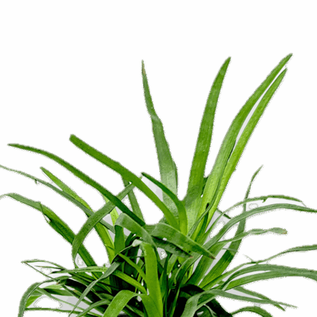 Five Potted Plants Needle Pipewort Plant Eriocaulon Setaceum