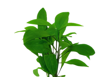 Five Potted Plants Noma Stricta Plant Nomaphila Stricta