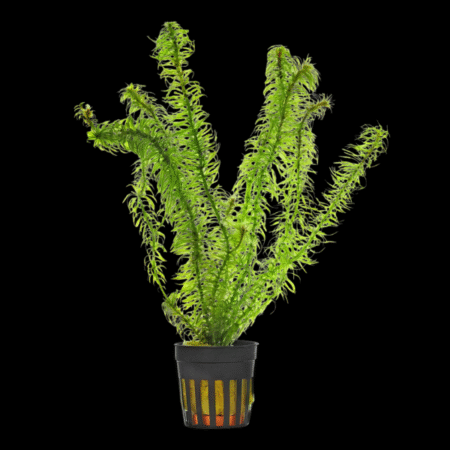 Five Potted Plants Oxygenator Plant Egeria Najas