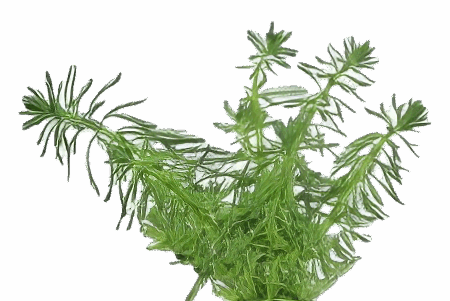 Five Potted Plants Parrots Feather Plant Myriophyllum Aquaticum