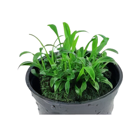 Five Potted Plants Parva Cryp Plant Cryptocoryne Parva